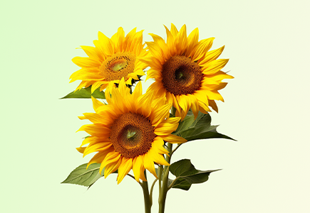 非凡国际(中国区)-官方网站